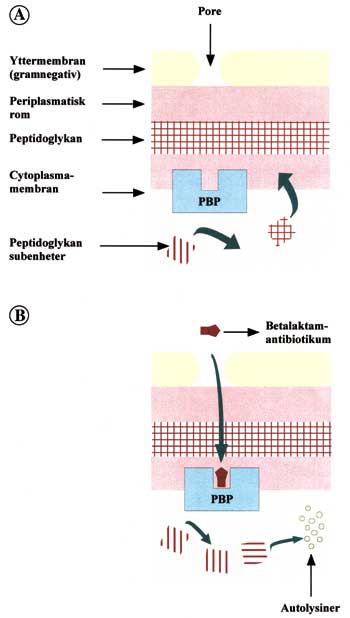 illustrasjon: Antibakteriell resistens med vekt på betalaktamaser