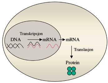 illustrasjon: DNA mikromatriser – små brikker med store konsekvenser