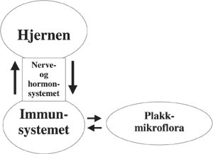 illustrasjon: Utviklingen av periodontitt reguleres av sentralnervesystemet