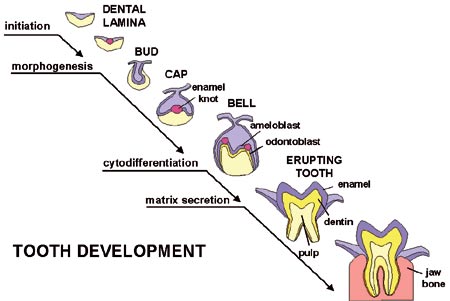 illustrasjon: How to build a tooth? Developmental biology is revealing the instructions