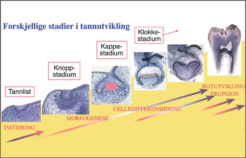 illustrasjon: Framstilling av tenner ved hjelp av stamceller – en nyvinning for klinisk odontologi i framtiden?