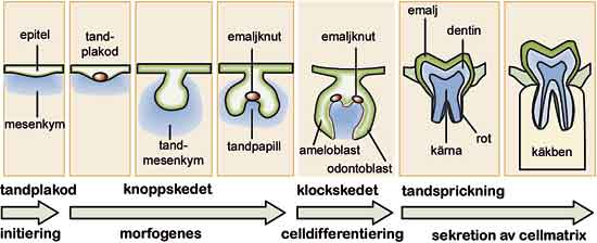 illustrasjon: Utvecklingsbiologiska genombrott inom odontologin