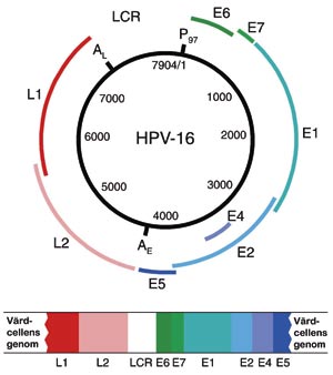 illustrasjon: Humana papillomvirus och orala infektioner