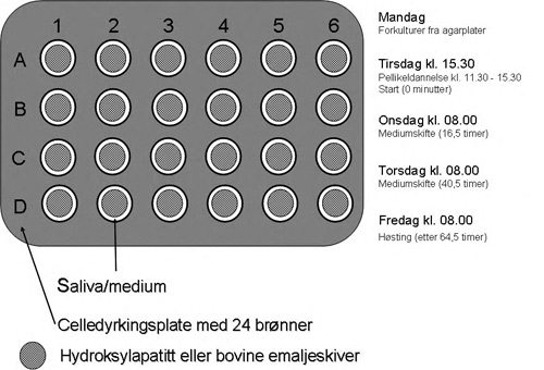 illustrasjon: Orale biofilmmodeller – nye muligheter for plakkstudier