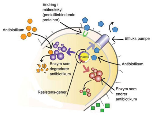 illustrasjon: Antibiotikaresistens hos orale bakterier