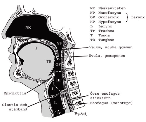 illustrasjon: Videoradiografisk undersökning av svalgfunktion under tal och sväljning