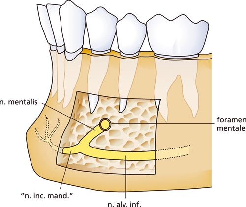 illustrasjon: Anatomiske variationer af anteriore mandibulære nerveforløb med betydning for implantatindsættelse