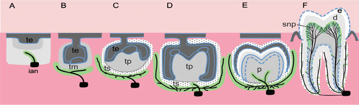 illustrasjon: Utviklingen av tannens form og sensorisk nerveforsyning er samordnet