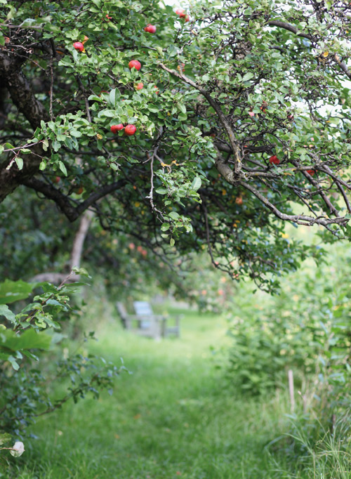 illustrasjon: Sensommer. Fotografi