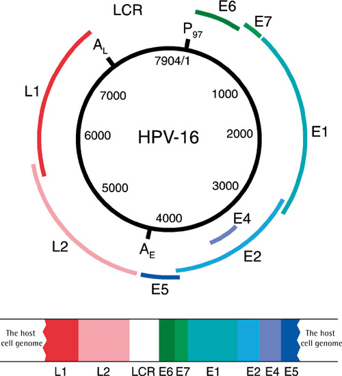 illustrasjon: Human papillomaviruses and oral infections