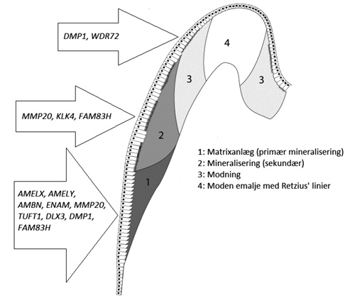 illustrasjon: Amelogenesis imperfecta: Gener, proteiner og fænotyper