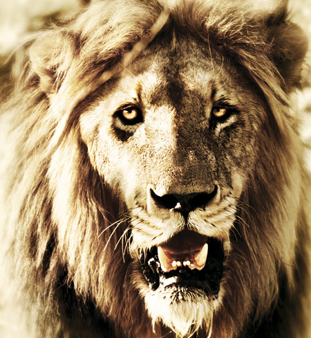 illustrasjon: Tannlege drepte løve