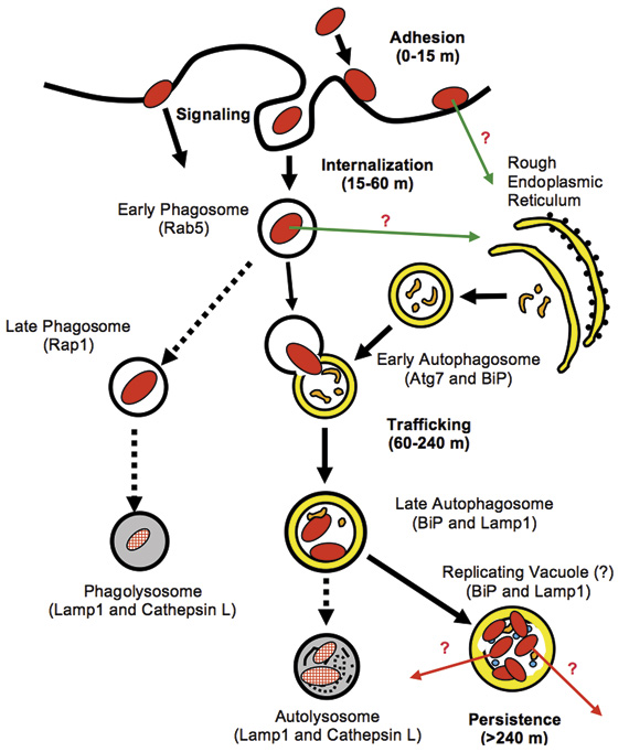 illustrasjon: Evnen til å invadere celler og vev er en viktig virulensfaktor hos Porphyromonas gingivalis