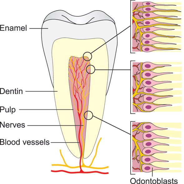 illustrasjon: Acute dental pain I: pulpal and dentinal pain