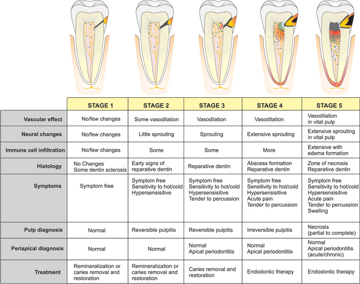 Referred Dental Chart