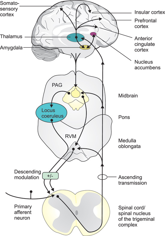 illustrasjon: Neurobiology: General considerations - from acute to chronic pain