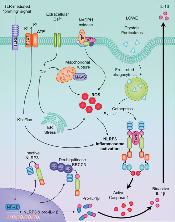 illustrasjon: Porphyromonas gingivalis endrer aktiviteten til inflammasomer slik at bakterien kan invadere og overleve i celler og vev i og utenfor munnhulen
