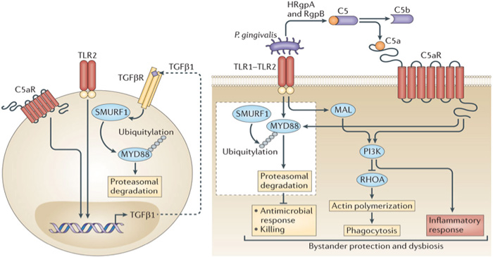 illustrasjon: Porphyromonas gingivalis hemmer viktige funksjoner hos nøytrofile leukocytter