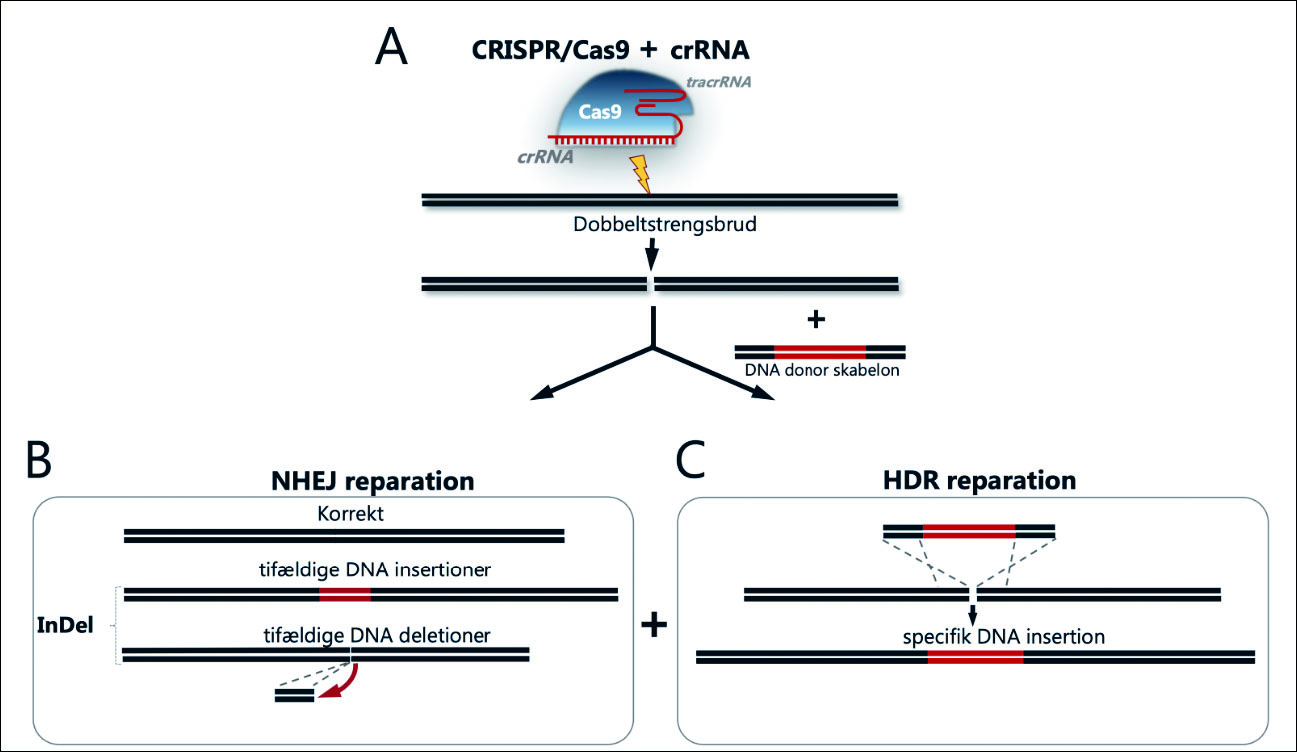 illustrasjon: CRISPR: En metode til anvendelse i næste generations genterapier
